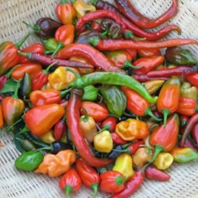 6 PACK PEPPER SEED COLLECTION ~ heirloomseedguy ~ 2026 ~ NON-GMO gallery