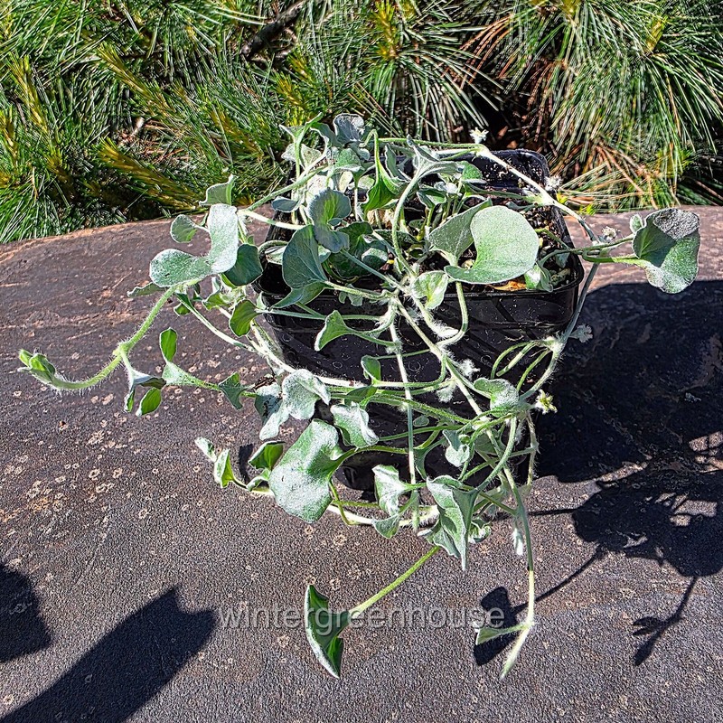 Dicondra argentea, Silver Falls, Silver Nickel Vine, Container Size: 3.5" square gallery