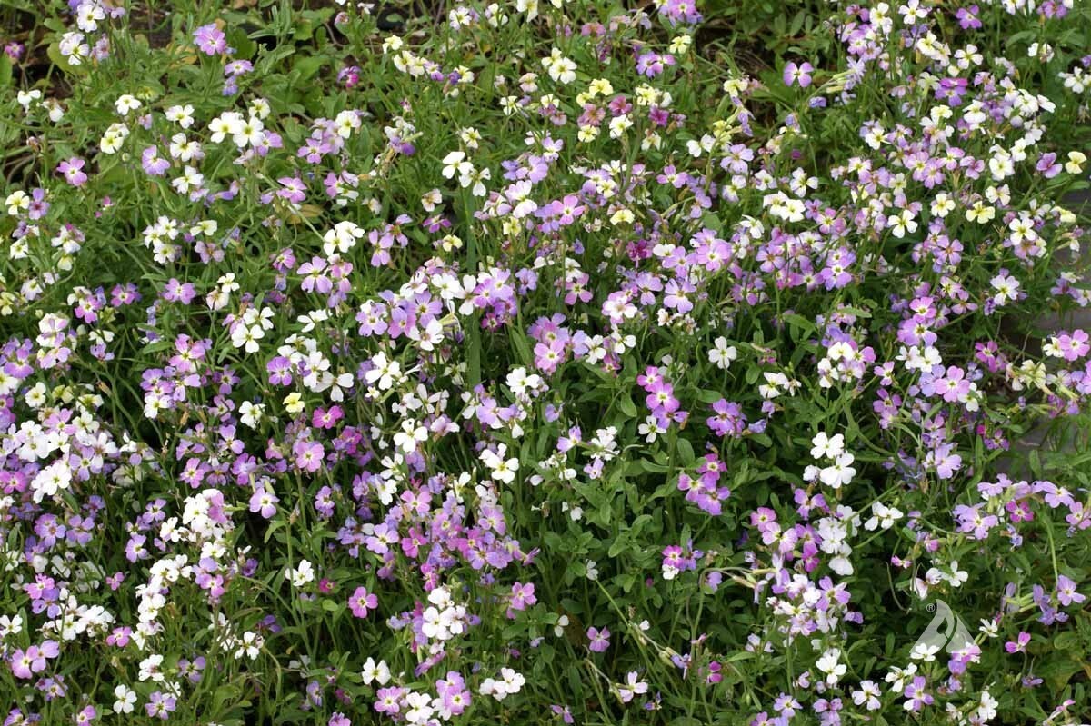 Virginia Stock Seeds, Malcolmia maritima, Beautiful Colorful Blooms, FREE SHIP gallery