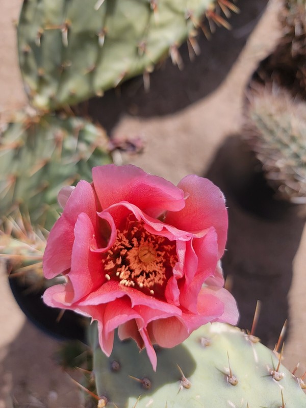 Desert Prickly pear ( Opuntia Phaeacantha), 2 Pads 4-7" [cold hardy -20F] gallery