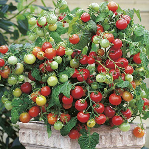 Tiny Tim Tomato Seeds | Heirloom / Non-GMO | Free Shipping | Seed Store | 1035 gallery