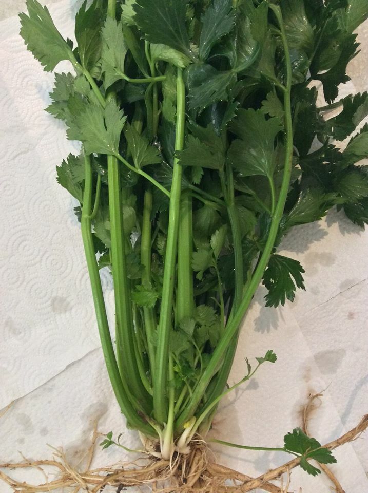 *Check Allowed States* 12+ True Celery Plants Bare Roots Transplant Young Live gallery