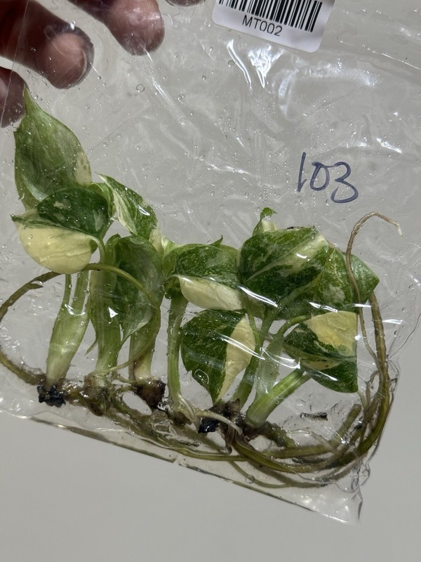 6 Variegated Monstera Thai Constellation TC Bag gallery