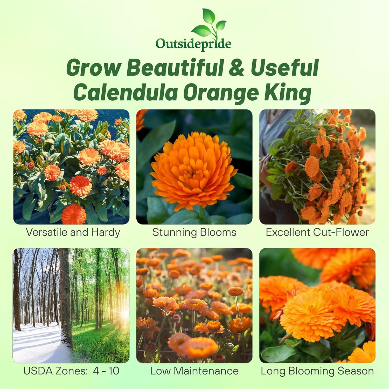1000 Seeds Drought Tolerant Calendula Orange King Garden Flower Plant Seed gallery