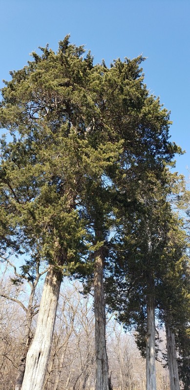 Illinois eastern Red Cedar Tree Seed plant sacred tree of eternal life juniper gallery