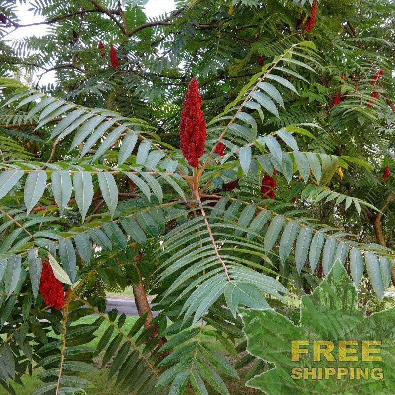 STAGHORN SUMAC Rhus Typhina - 30 SEEDS. FREE S&H gallery