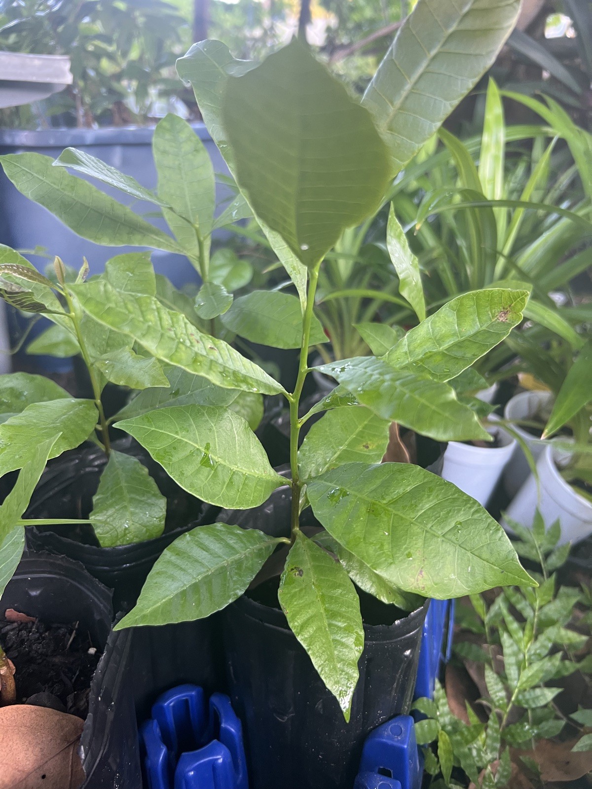 Yellow Cashew Tree -7- 15 inch-Yellow Fruit- Cashew Apple Tree gallery