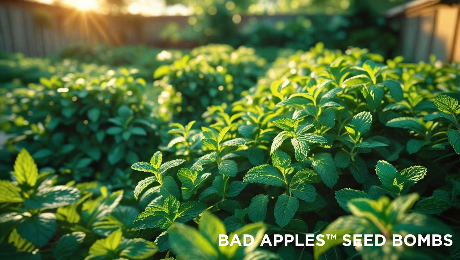 Bad Apples™ The Bad Seed - Aggressive Seed Mix - DIY Guerrilla Garden Seeds gallery