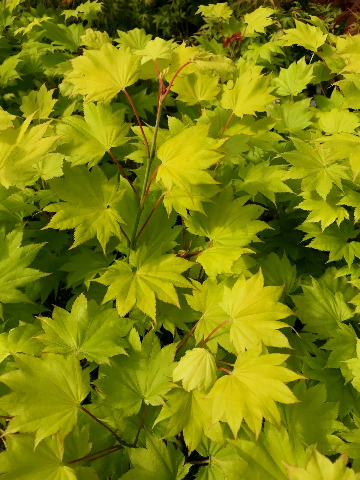 Japanese Maple Golden Full Moon AUREUM gallery