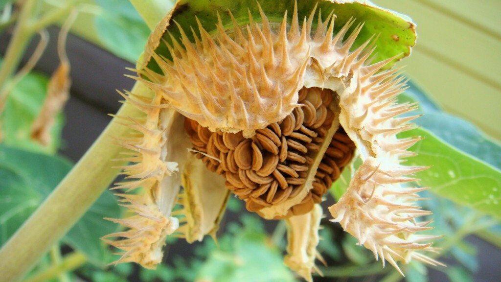 Datura Double Metel Purple 10 seeds, Devil's Trumpet, Horn of Plenty gallery