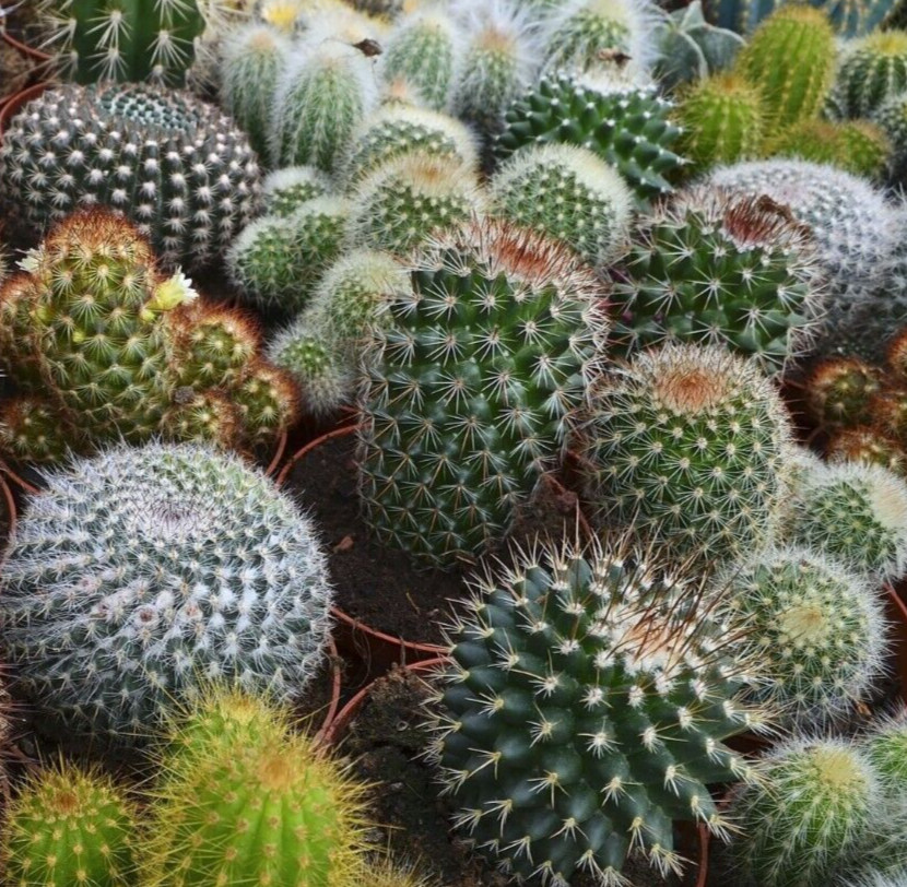 CACTUS SEEDS MIX 30+ CACTI succulent GARDEN indoor OUTDOOR plants FREE SHIPPING gallery