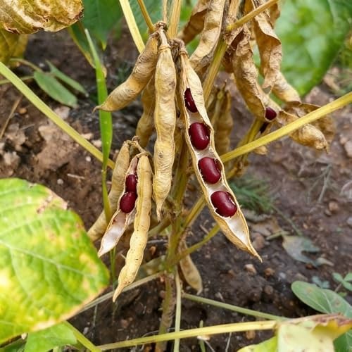 CarpetC 200+ Red Bean Seeds for Planting, Phaseolus vulgaris Heirloom Pole gallery