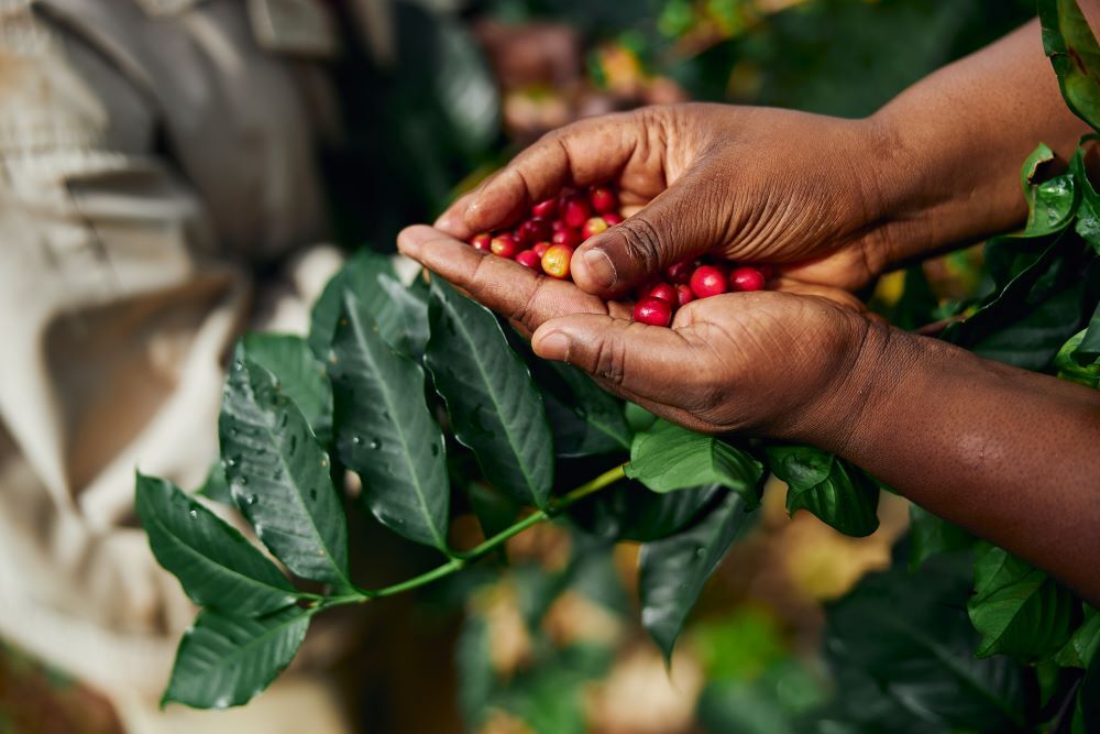 2lb/40lb - Burundi - African Coffee – Premium Unroasted Green Coffee Beans gallery