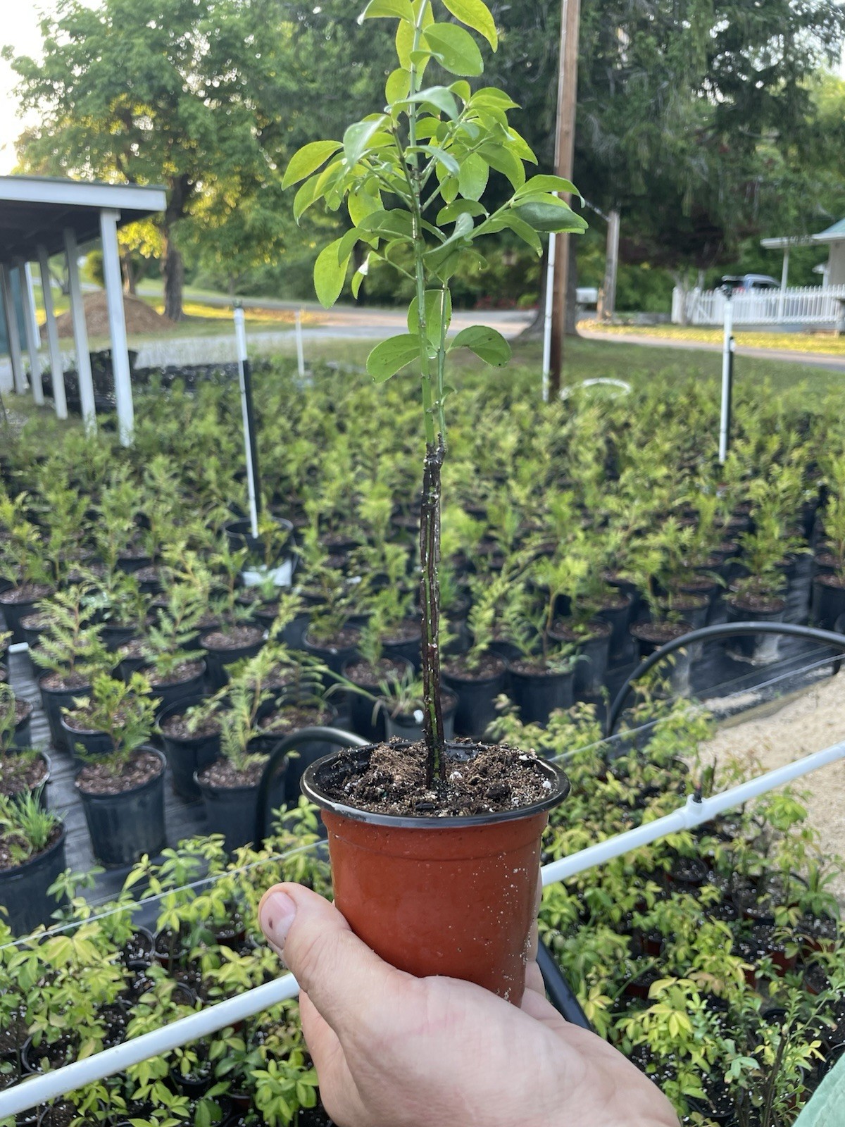 Burning Bush (Euonymus) Seedling Potted Outdoor Full Sun Fall Interest 10 in gallery