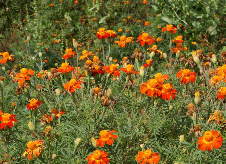 Marigold NEMATODE CONTROL MIX Beneficial HEIRLOOM TALL Edible Non-GMO 200 Seeds! gallery
