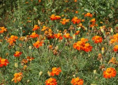 Marigold NEMATODE CONTROL MIX Beneficial HEIRLOOM TALL Edible Non-GMO 200 Seeds!