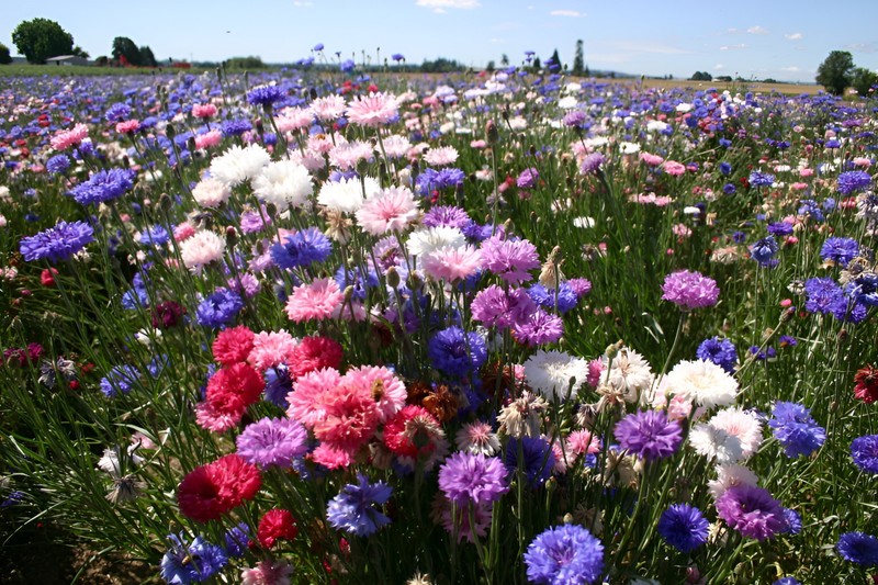 625 Bachelor Button "Polka Dot Mix" Seeds - Colorful Annual WIldflower Mix gallery