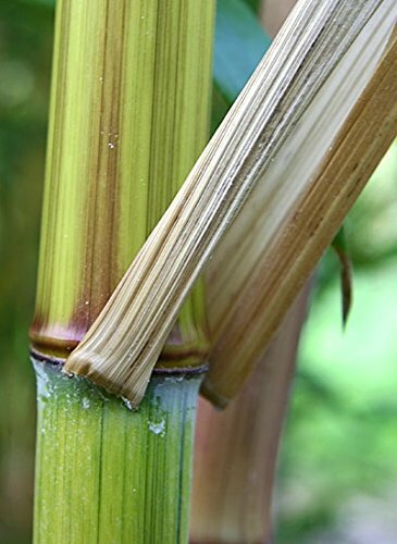 4 - Harbin Inversa Phyllostachys Bamboo -Colorful/Very Cold Hardy Down to -26 gallery