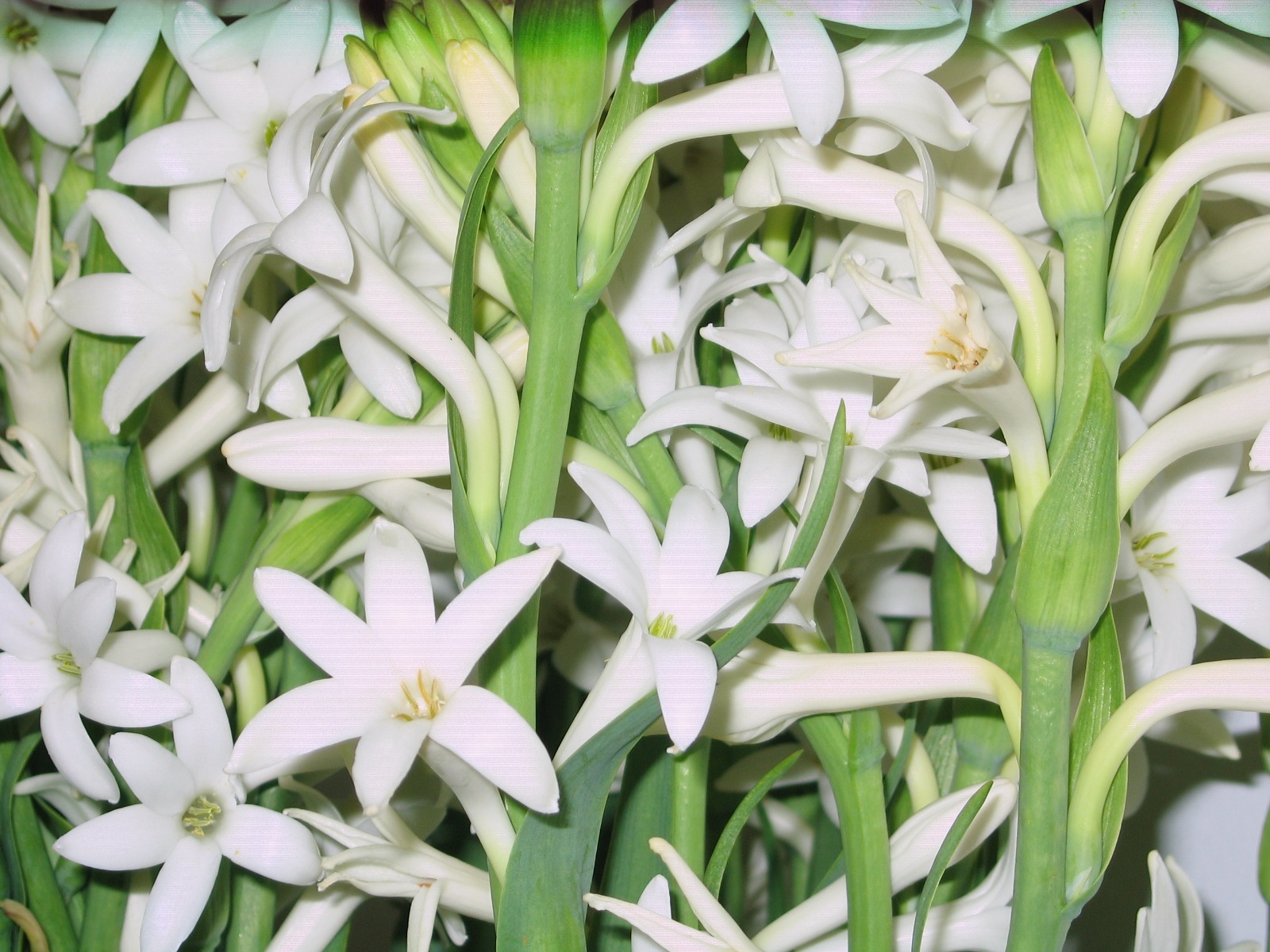 Tuberose Bulbs single Mexican 5 large clumps FREGRANT - Polianthus gallery