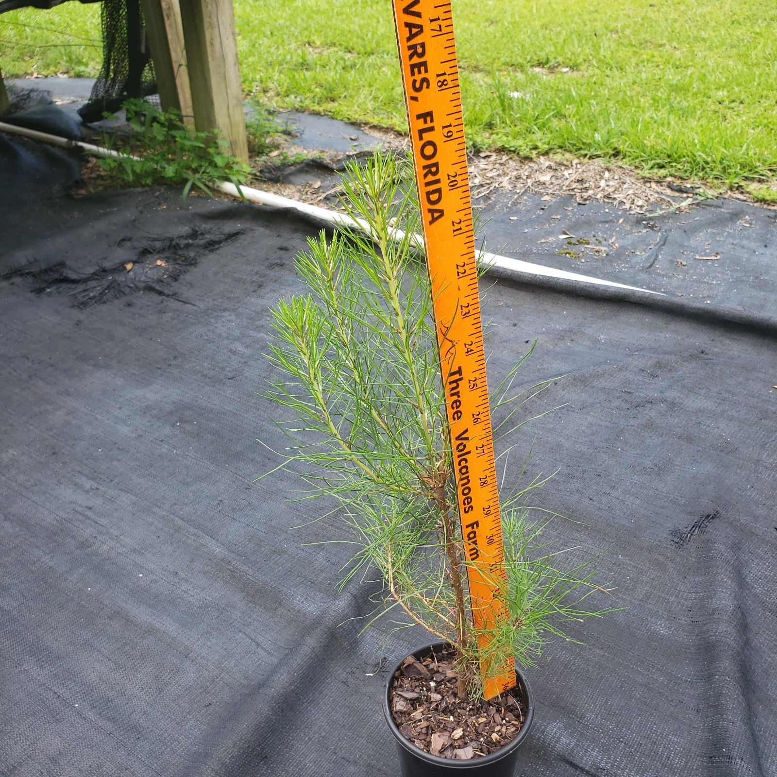 Loblolly Pine Tree, Live Plant, 5" Pot (not bare root) gallery