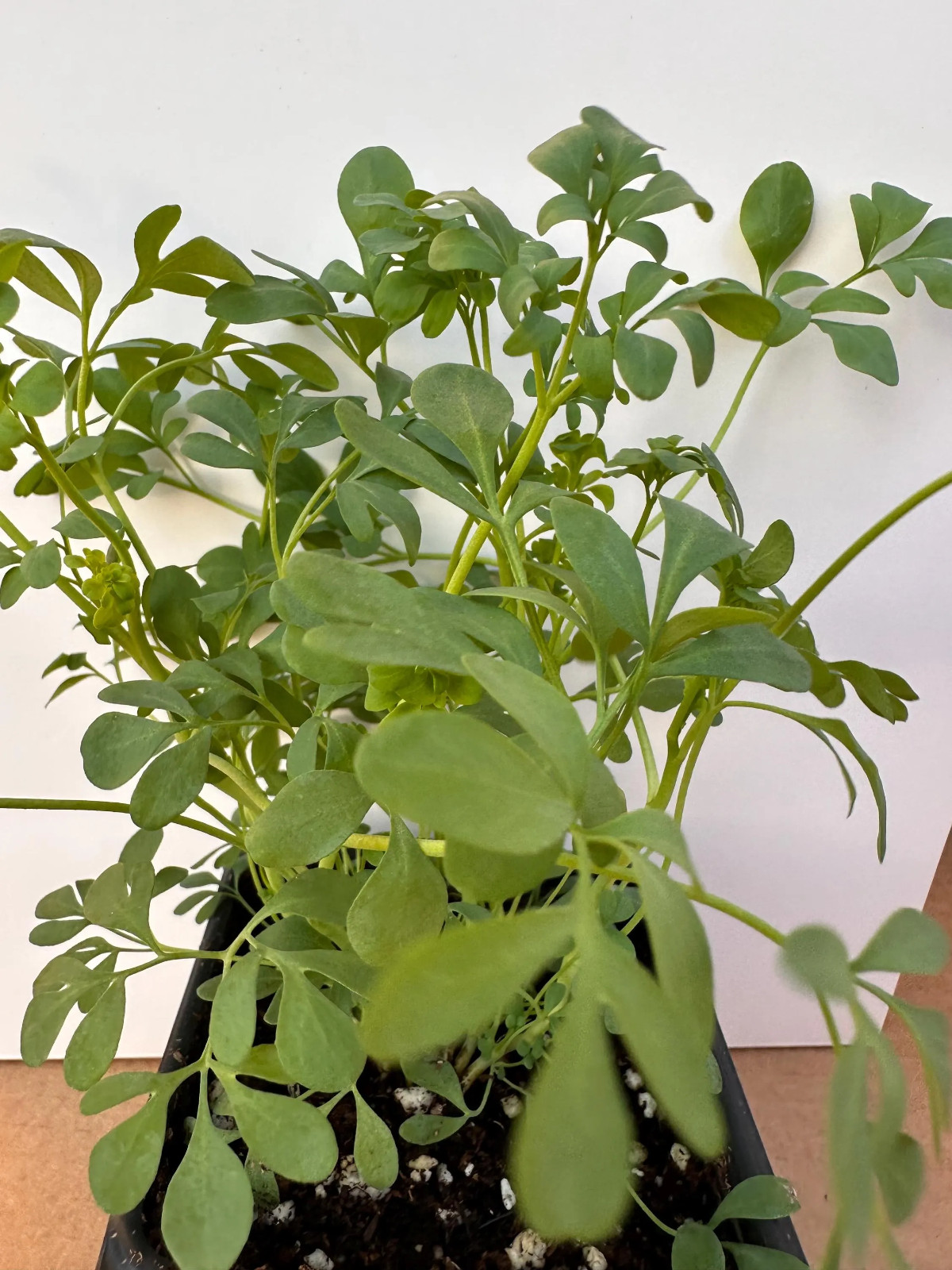 Live Rue Plant Starter Clump, Multiple Seedlings, Ready to Transplant gallery