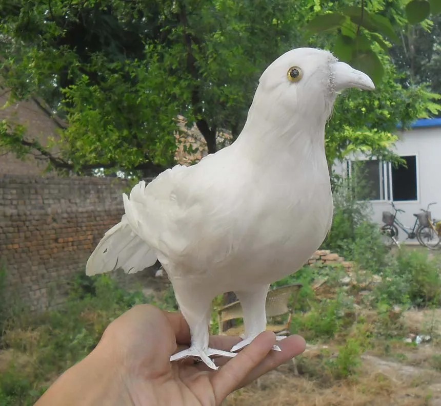 cute white simulation bird peace dove model foam&feather pegion about 30cm gallery