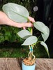 Philodendron hastatum Plant in 4" Pot 15" Tall grown in 4" pot 12" Tall 12" Wide gallery