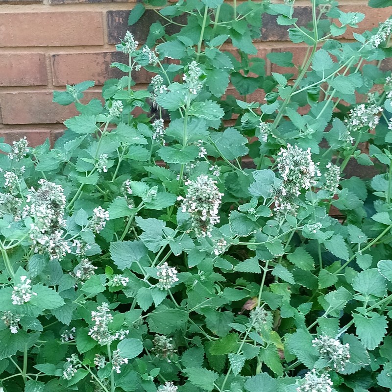 ALABAMA CATNIP gallery