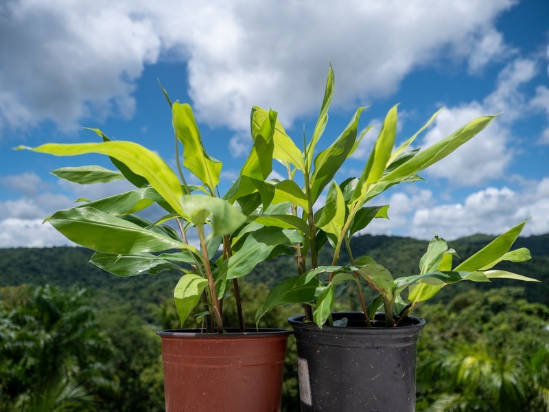 4 Shampoo Ginger Rhizomes (Zingiber Zerumbet) Awapuhi Kuahiwi for planting gallery