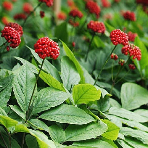 Premium American Ginseng Seeds - Stratified Woodland Botanical - Harvested 2025 gallery