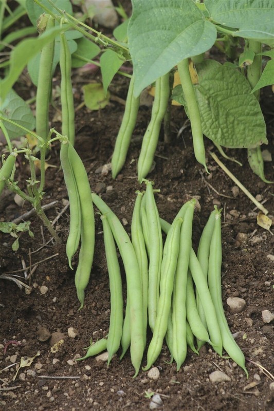 Bean Gold Rush -Yellow / Green Provider-Valentine-French Garden Bush/Organic gallery