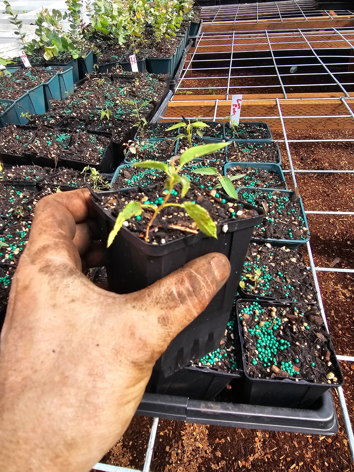 ONE SINGLE small LEMON eucalyptus tree growing in 4" medium pot gum koala gallery