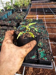 ONE SINGLE small LEMON eucalyptus tree growing in 4″ medium pot gum koala