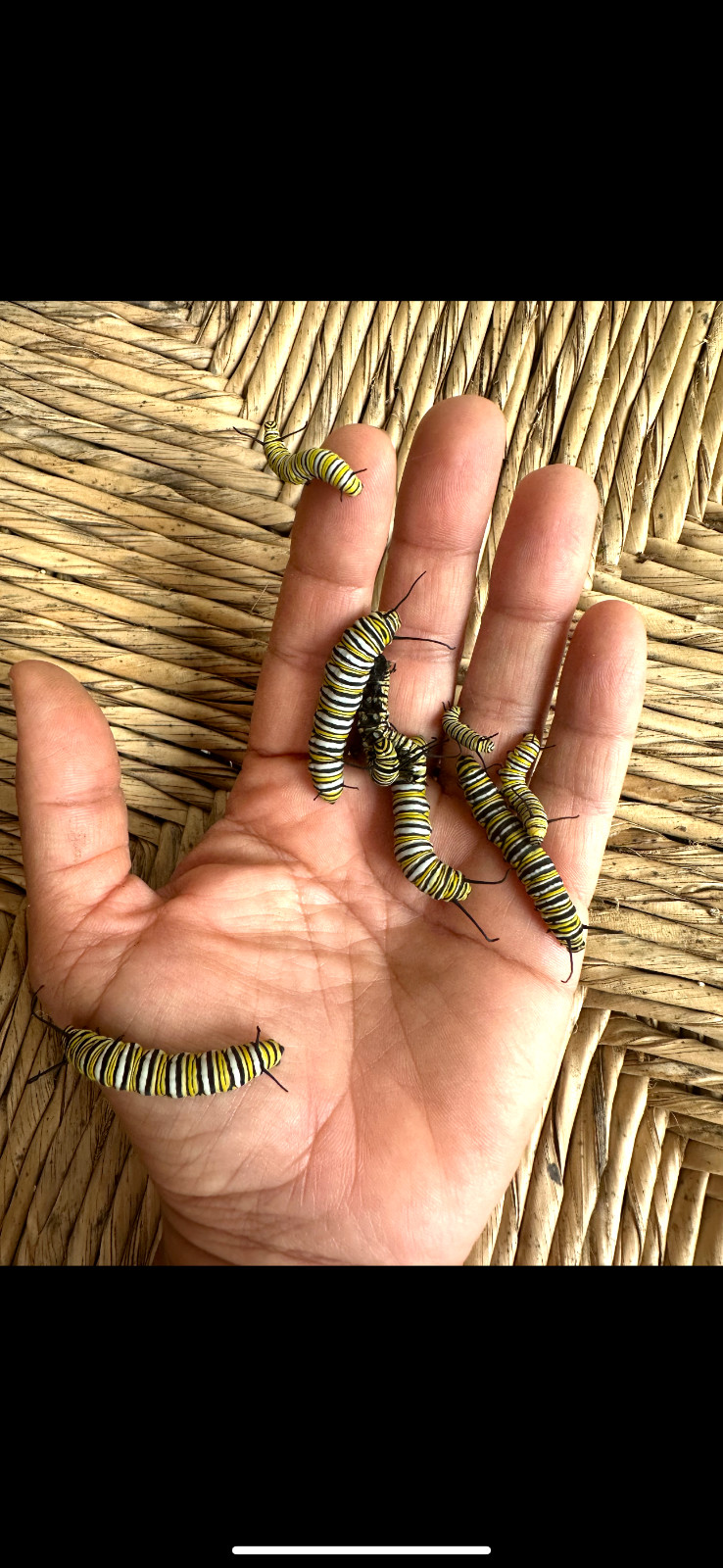 Monarch caterpillars (live), Butterfly gallery