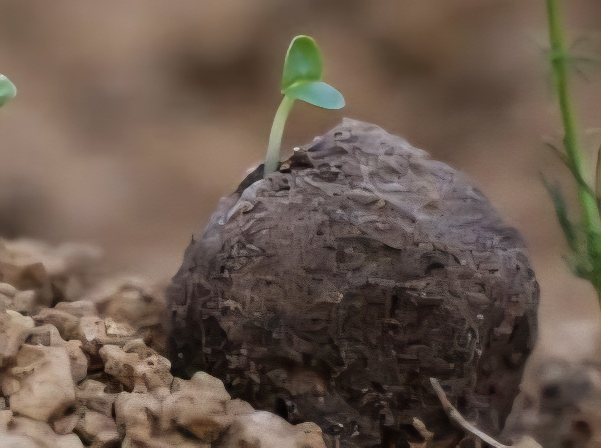 Bad Apples Doublemint Seed Bombs - Erosion Control for Steep Slopes - 1 Acre gallery