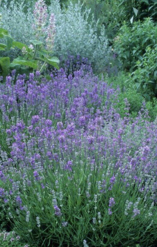 600+English Lavender-Lavandula angustifolia-Non GMO-Open Pollinated. gallery