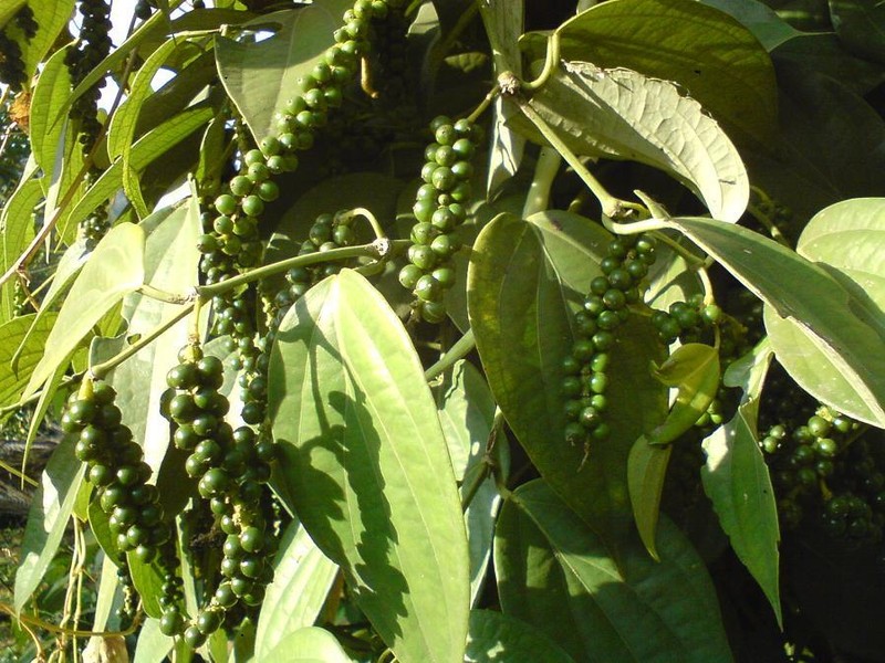 ~~BLACK PEPPER~~Piper nigrum~~Live STARTER Plant~~USA Seller~~ gallery