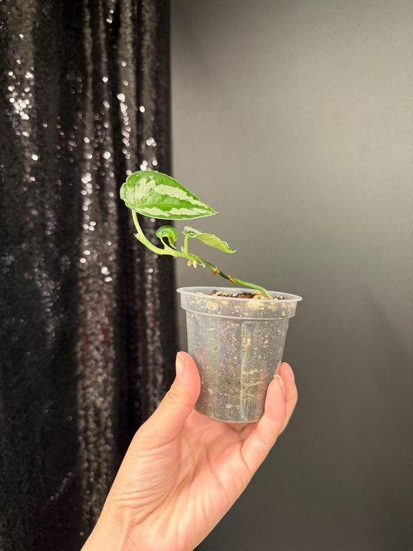 Scindapsus Silver Princess Dark, Exact, US Seller gallery