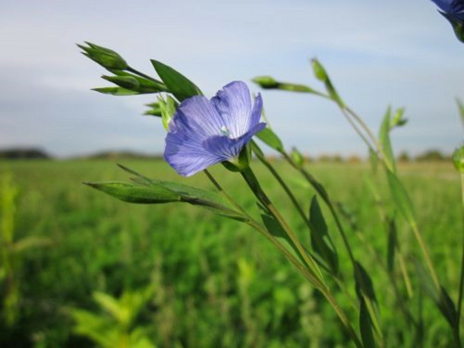 Blue Linen Flax Flower 2000+ Seeds | Blue/Purple Linseed Perennial Wildflower gallery
