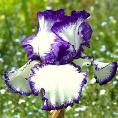 1 Tall Bearded Iris Rhizome/Bulb~LOOP THE LOOP~Perennial Flowers~White/Purple