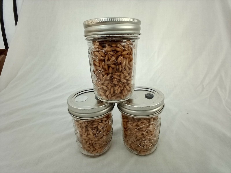1/2 PINT Mushroom Jars READY Sterilized Substrate Grain Grow Fast SHIP [C] gallery