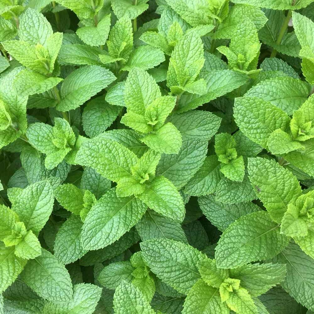 Mixed Mint Seeds 500++ Peppermint + spearmint herb NON-GMO Heirloom Vegetable ! gallery