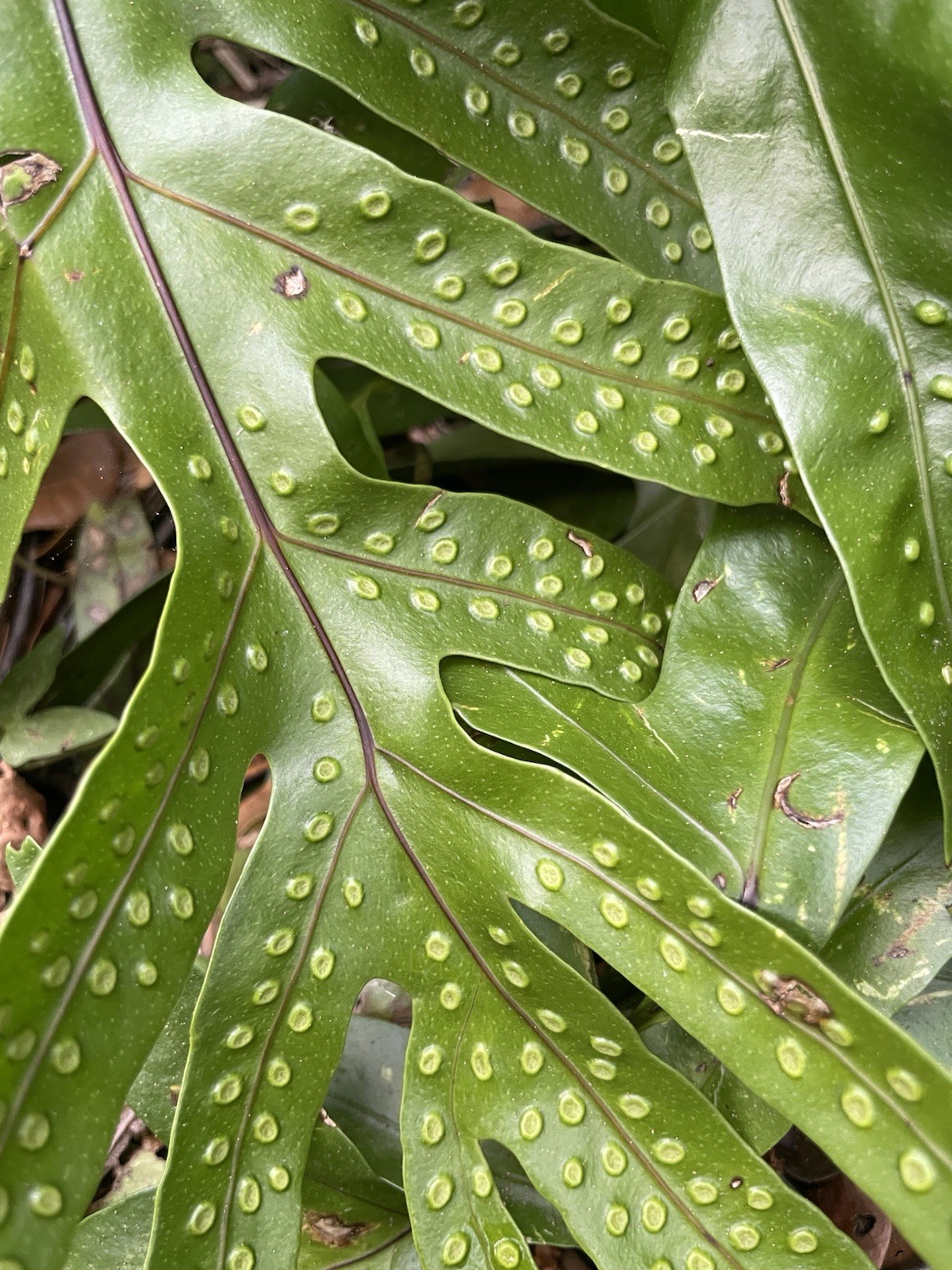 3 HAWAII Laua'e Fern Starter Microsorum scolopendria Monarch Fragrant Lei Ferns gallery