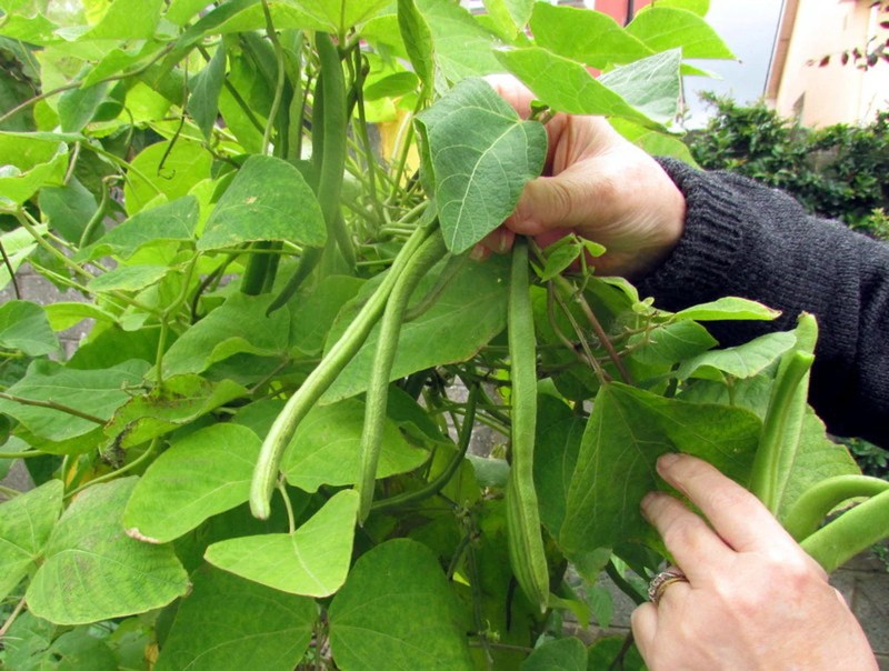 White Half Runner Bean (Pole) Seeds - For 2025 Planting Early Mountaineer Pole gallery