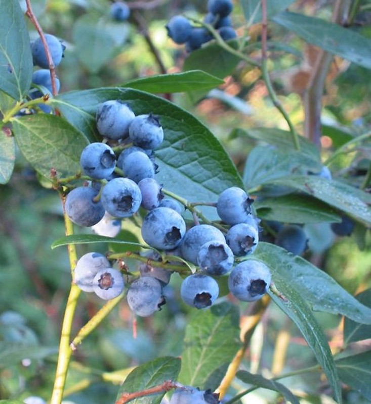 1-2000 PCS New Jersey Blueberry Tree Seeds Southern Black Highbush Fruit 0158 gallery