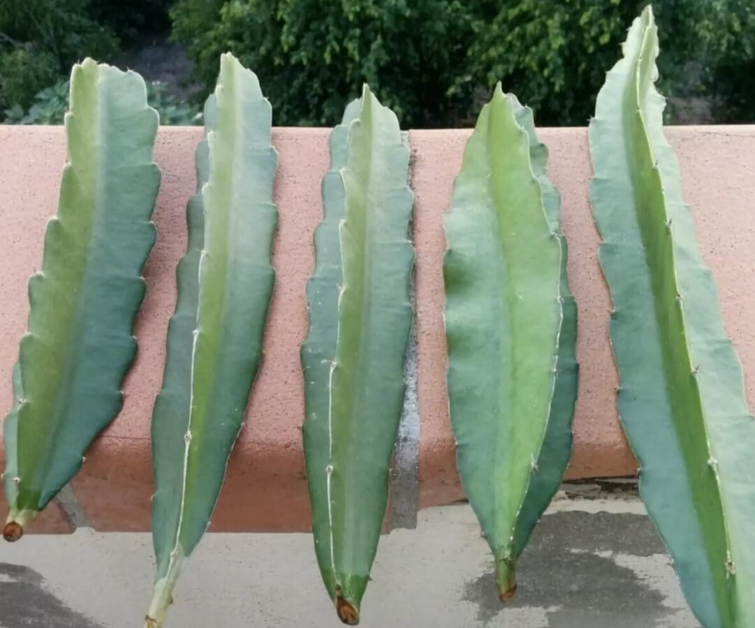 FRESH DRAGON FRUIT CUTTINGS - MULTIPLE VARIETIES - 8" - 12" (1 Cutting) gallery