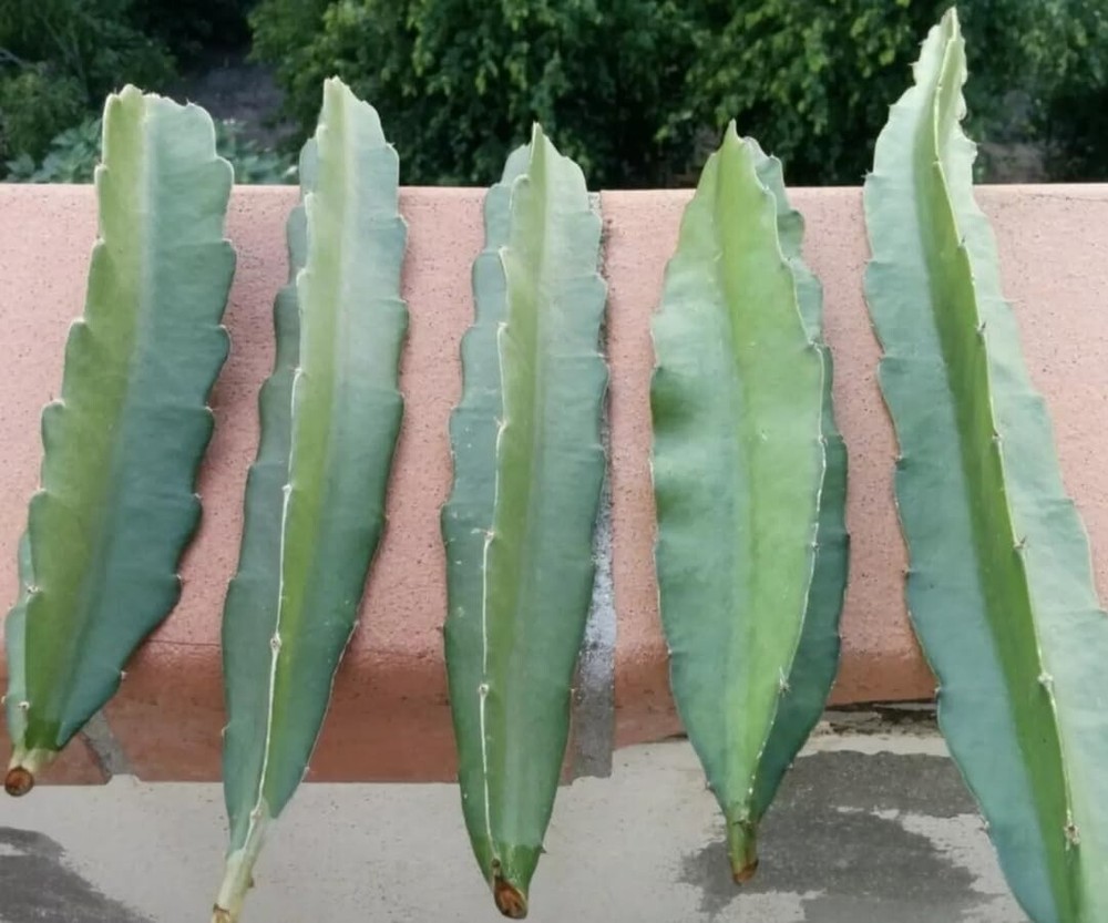 FRESH DRAGON FRUIT CUTTINGS - MULTIPLE VARIETIES - 8" - 12" (1 Cutting)