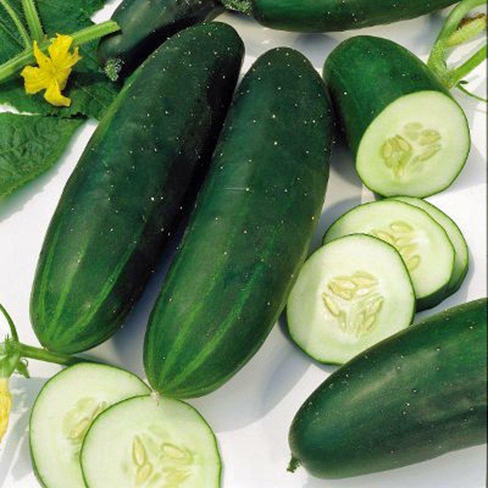 Straight Eight Cucumber Seeds 50+ Vegetable Garden NON-GMO USA FREE SHIPPING gallery