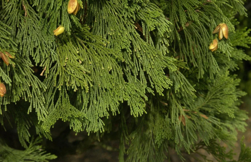 Live Incense Cedar Tree – 20–30" Tall in 3.5" Pot – No Ship to AK, HI, APO, PR gallery