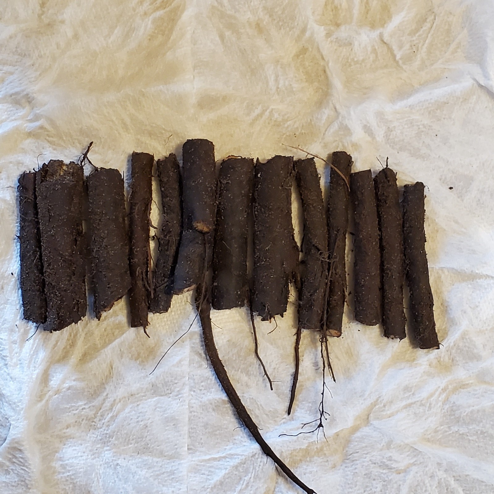 5 Comfrey Root Cuttings Russian Bocking 14 (Symphytum × uplandicum) 1-3 inch gallery